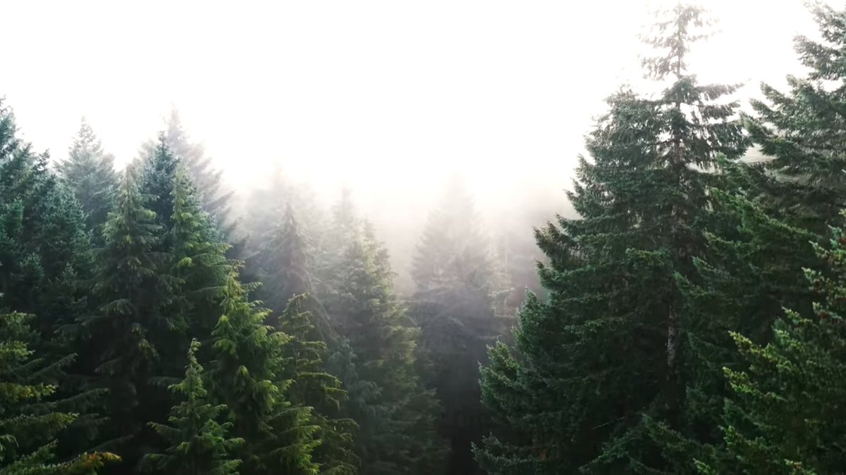 This view moves me deeply... dunno why, but it does. It's peaceful... calming. “Let the fields be jubilant, and everything in them; let all the trees of the forest sing for joy.”  Psalm 96:12