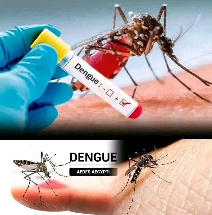 El Dengue es una enfermedad viral transmitida principalmente por el mosquito Aedes aegypti. Sus síntomas incluyen fiebre alta, dolor de cabeza intenso, dolor detrás de los ojos, dolor muscular y articular, sarpullido en la piel  y, en ocasiones, sangrado leve. 
#CubaPorLaVida