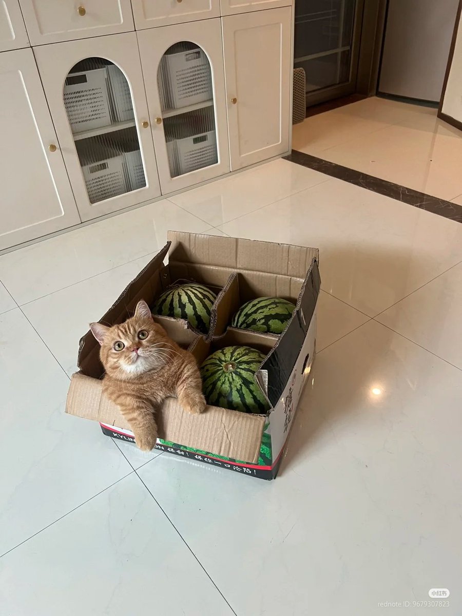 Buy watermelon get free cat