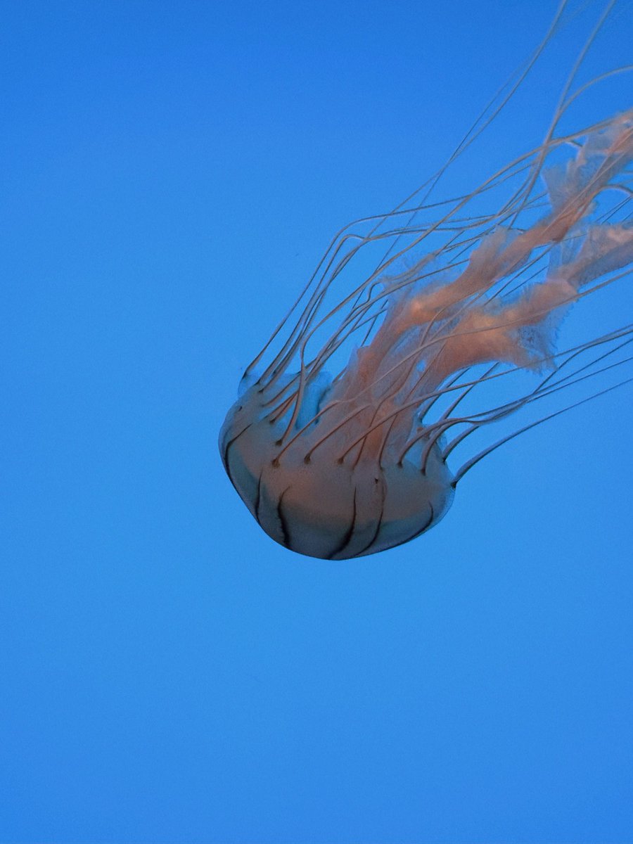 ado1024imokenp's tweet image. #AdoHibana 
Thank you for the Baltimore performance. It was a radiant sight, like the sun reflecting off the beautiful ocean. I hope that everyone in Baltimore enjoyed today's concert.