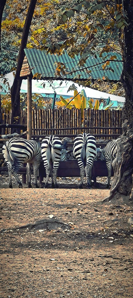 La perfección de la naturaleza...
<a href="/zoologicodecali/">Zoológico de Cali</a>