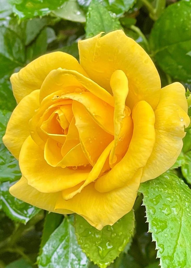 Happy Wednesday #HappyWednesday #rose