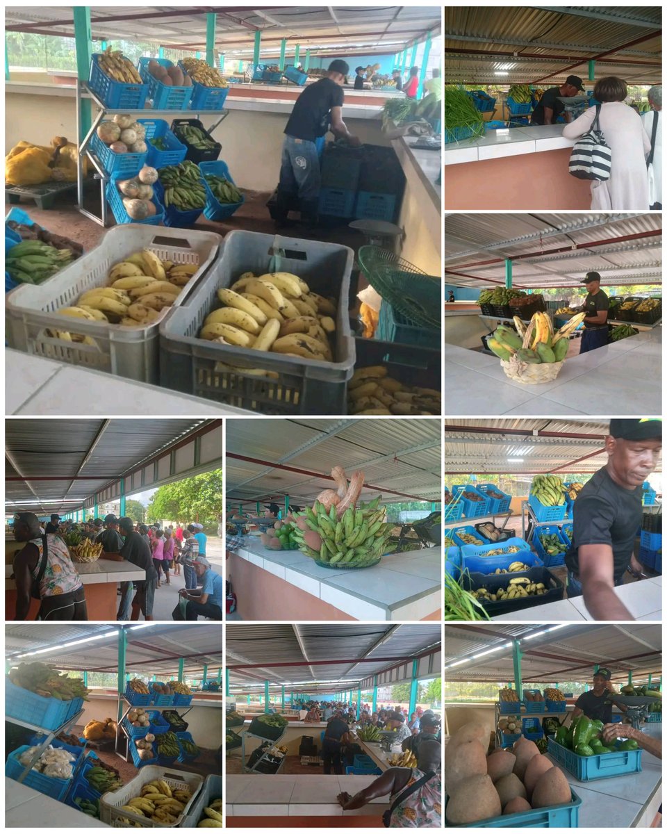 julio Heriberto Gómez Casanova (@jhgcasanova) on Twitter photo Continúa el Mercado Agropecuario La Cuba, llevando a la mesa del pueblo avileño ,los productos cosechados de nuestra emblemática empresa. #CiegoEn26 #LaLuchaNoHaCesado #SinPerderUnDía <a href="/AlfreMene37409/">Alfre Menendez</a> <a href="/DiazCanelB/">Miguel Díaz-Canel Bermúdez</a> <a href="/DrRobertoMOjeda/">Dr. Roberto Morales Ojeda</a> <a href="/PartidoPCC/">Partido Comunista de Cuba</a> Continúa el Mercado Agropecuario La Cuba, llevando a la mesa del pueblo avileño ,los productos cosechados de nuestra emblemática empresa. #CiegoEn26 #LaLuchaNoHaCesado #SinPerderUnDía <a href="/AlfreMene37409/">Alfre Menendez</a> <a href="/DiazCanelB/">Miguel Díaz-Canel Bermúdez</a> <a href="/DrRobertoMOjeda/">Dr. Roberto Morales Ojeda</a> <a href="/PartidoPCC/">Partido Comunista de Cuba</a>