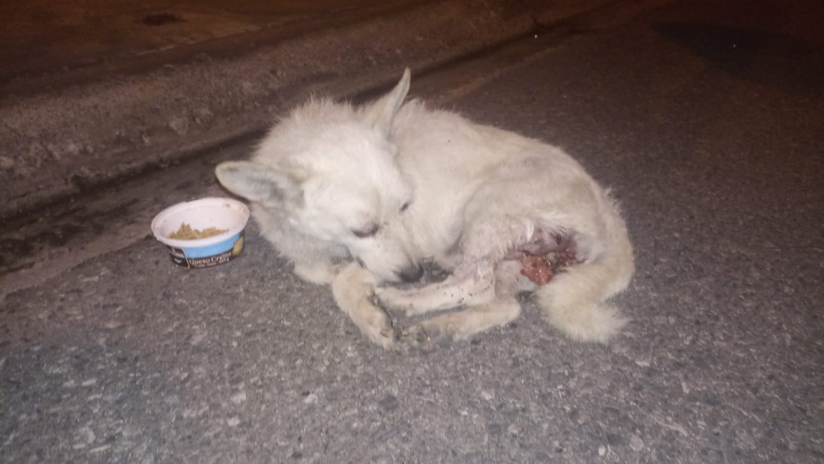 #Guayaquil #URGENTE 
Nos reportan en el Fortin llegó este perrito en este estado, todo el día ha estado por el sector perdido, desorientado por su favor ayuda <a href="/segura_ep/">Segura EP - C5GYE</a> <a href="/alcaldiagye/">Muy Ilustre Municipalidad de Guayaquil</a> <a href="/atenciongye/">Atención GYE</a> <a href="/181Responde/">181 Responde</a>