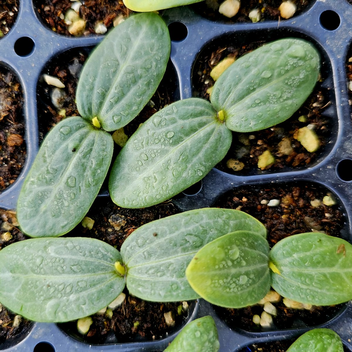 생태농민으로 18년
주변 언니 소개로 땅을 빌려준 사람들이 고마웠는데, 그들이 왜 임대차 계약서를 써주지 않았는지는 뒤늦게 알았다. 나는 농민이 받는 보조금 수령 자격을 ‘증명’할 수 없었다. 몇 년 묵은 밭을 일구고 정리하면, 다음해에 “인제 비워달라”는 말을 들었다. ildaro.com/10238