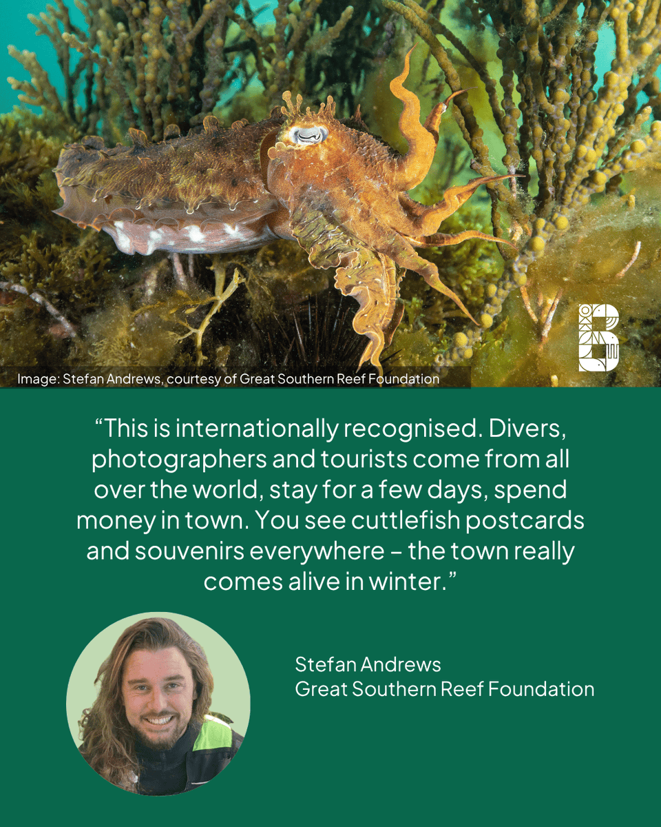 Biodiversity Council (@biodivcouncil) on Twitter photo The next generation of the globally unique Australian giant cuttlefish are at risk if SA's toxic algal bloom spreads to their small breeding site off the coast of Whyalla.
We are pleased to see the <a href="/sagovau/">SA Government</a> <a href="/PMalinauskasMP/">Peter Malinauskas</a> convene an emergency meeting of species experts today to The next generation of the globally unique Australian giant cuttlefish are at risk if SA's toxic algal bloom spreads to their small breeding site off the coast of Whyalla.
We are pleased to see the <a href="/sagovau/">SA Government</a> <a href="/PMalinauskasMP/">Peter Malinauskas</a> convene an emergency meeting of species experts today to