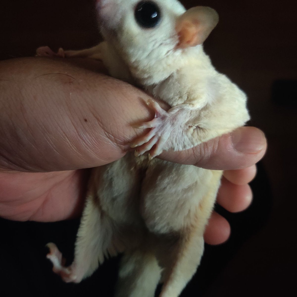 SUPER MOMONGAR（フクロモモンガ専門） (@SUPERMOMONGAR) / X