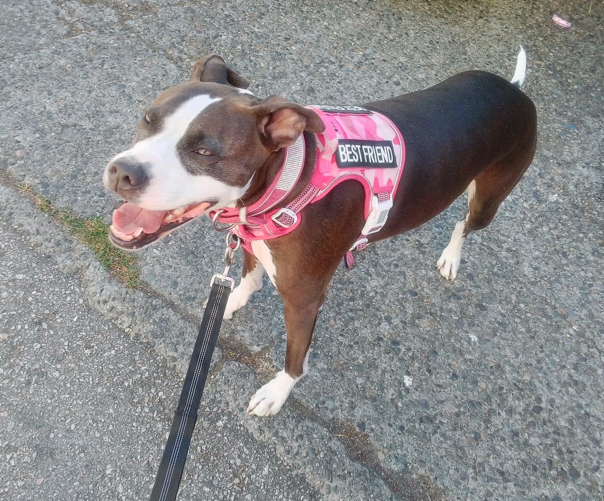 LebrockTony's tweet photo. Tues๐๐โRiley's Waiting 4
Her Treats At Pet pantry๐๐พ
#dogtreats #pigear #pigtreats
#dogswin #dogs365 #staffies #dogoftheday #dogsofcanada #dogsdaysofsummer #pitties
#MadamRiley https://t.co/wzMwHEfjot