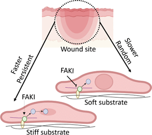Extracellular Matrix News tweet media