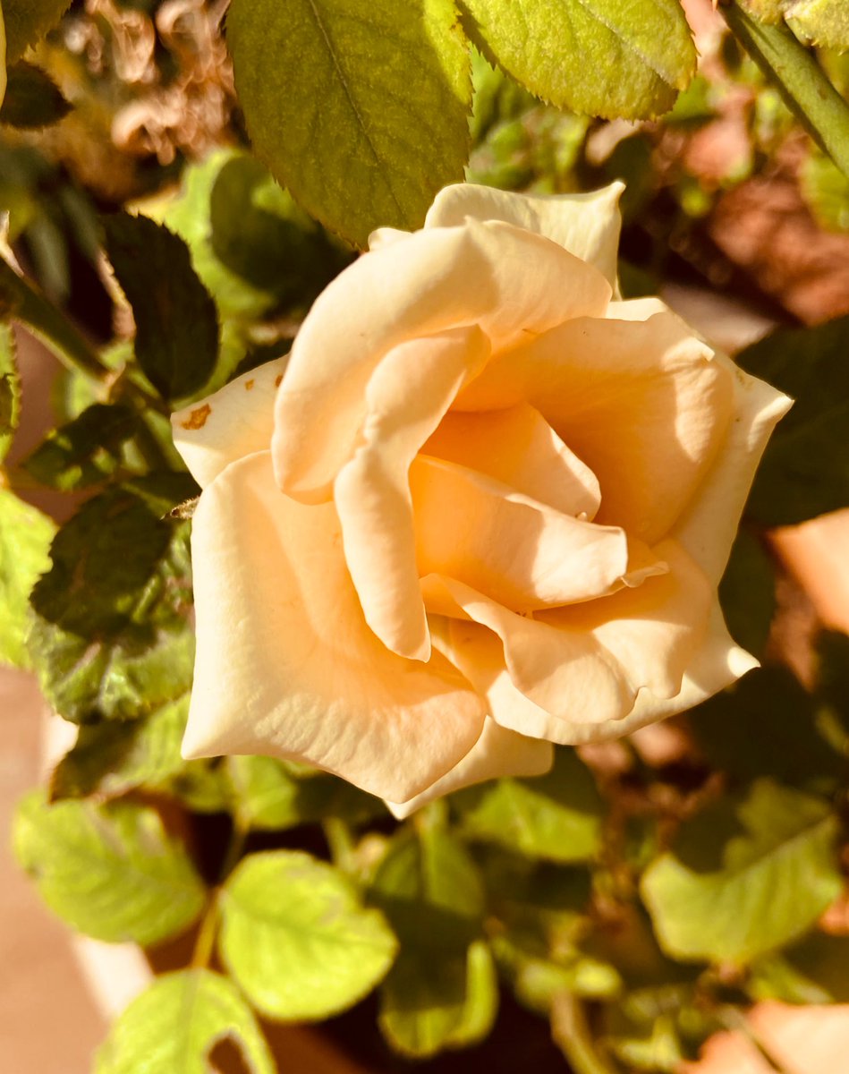 Razia (@raziasworld) on Twitter photo Smile you are awake !
#RoseWednesday
<a href="/DavidMariposa1/">David</a> <a href="/kbiqbal777/">k.b.iqbal</a> <a href="/Kri_Te_Acharya/">బొట్టు శీను</a> <a href="/BrainnPower/">🦚My Green Zone🦚</a> <a href="/KalyaniMuktevi/">Kalyani Sharma</a> <a href="/FarhaSyeda1/">Syeda Farha</a> Smile you are awake !
#RoseWednesday
<a href="/DavidMariposa1/">David</a> <a href="/kbiqbal777/">k.b.iqbal</a> <a href="/Kri_Te_Acharya/">బొట్టు శీను</a> <a href="/BrainnPower/">🦚My Green Zone🦚</a> <a href="/KalyaniMuktevi/">Kalyani Sharma</a> <a href="/FarhaSyeda1/">Syeda Farha</a>