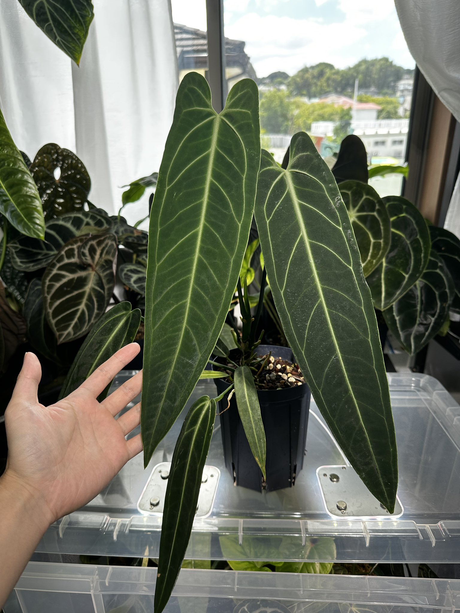 まさやん様 まさやん (@masayan68) / X