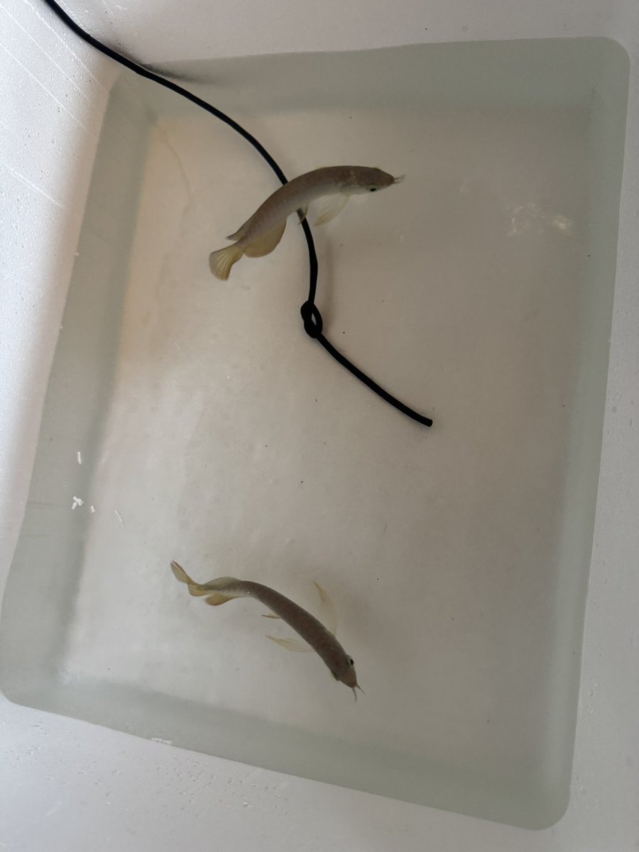 古代魚大好きな人 tweet media