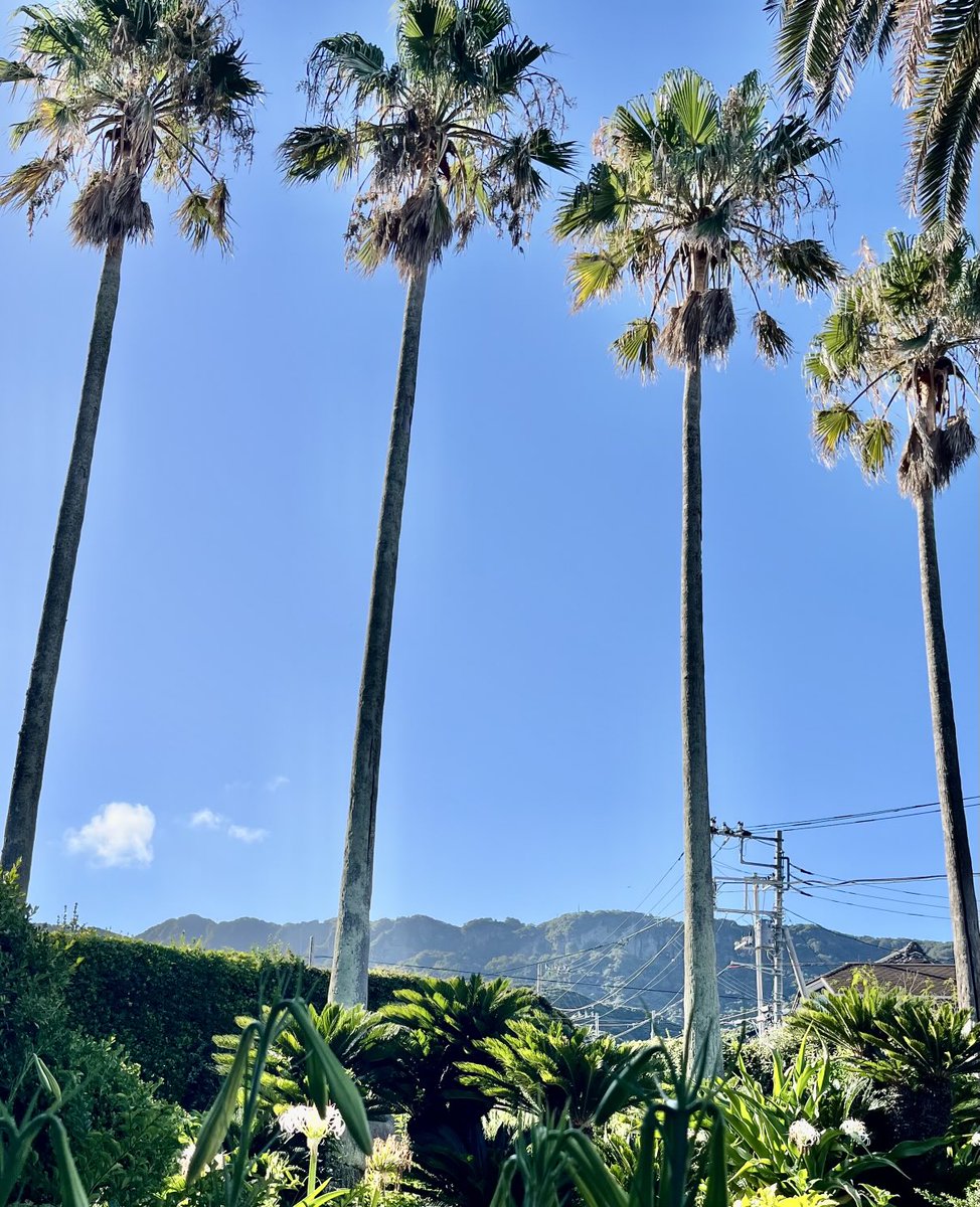 緊急津波避難指示にて
本日、鋸山美術館は休館致します。