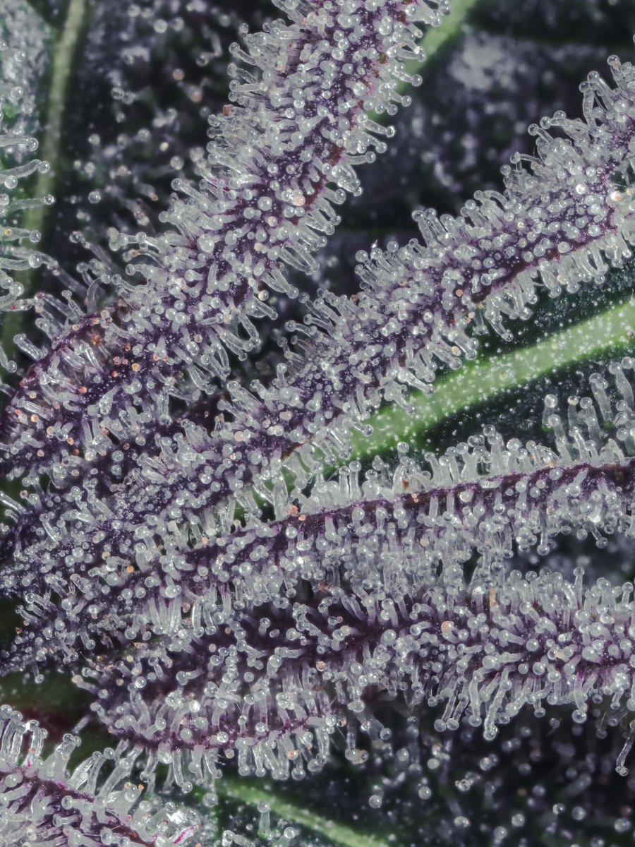 Testers photographed by Star Labs.