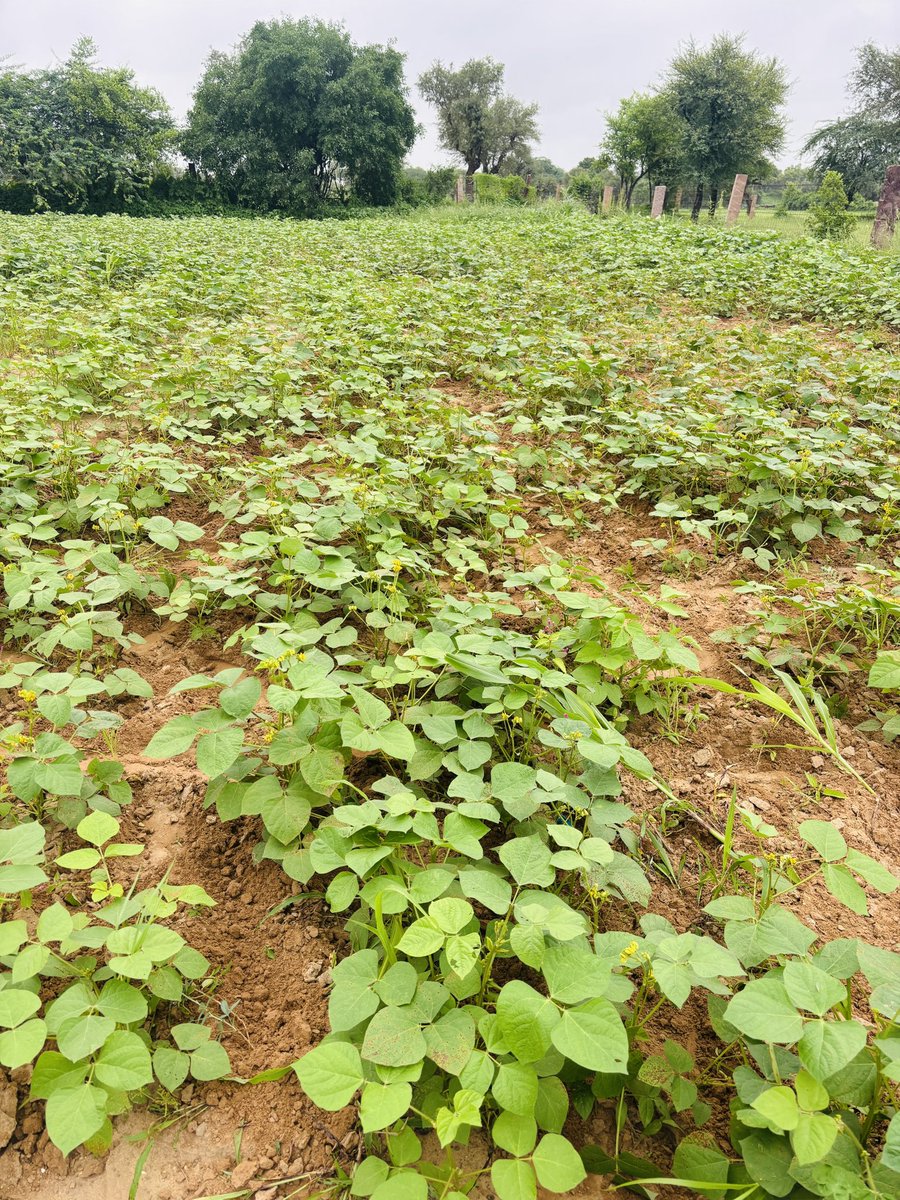 🔥🔥🔥 Requirement for khet 🔥🔥
निदान हेतु 10 आदमी चाहिए ।
पानी चाय भोजन की व्यवस्था रहेगी ॥
नशा मुक्त आदमी चाहिए ॥