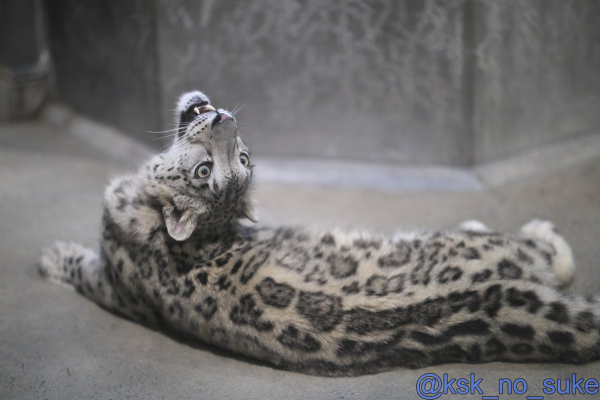 仰け反りヒメルでこんにちは☆
📷️2025.6/7
#いしかわ動物園 #ユキヒョウ
#ヒメル