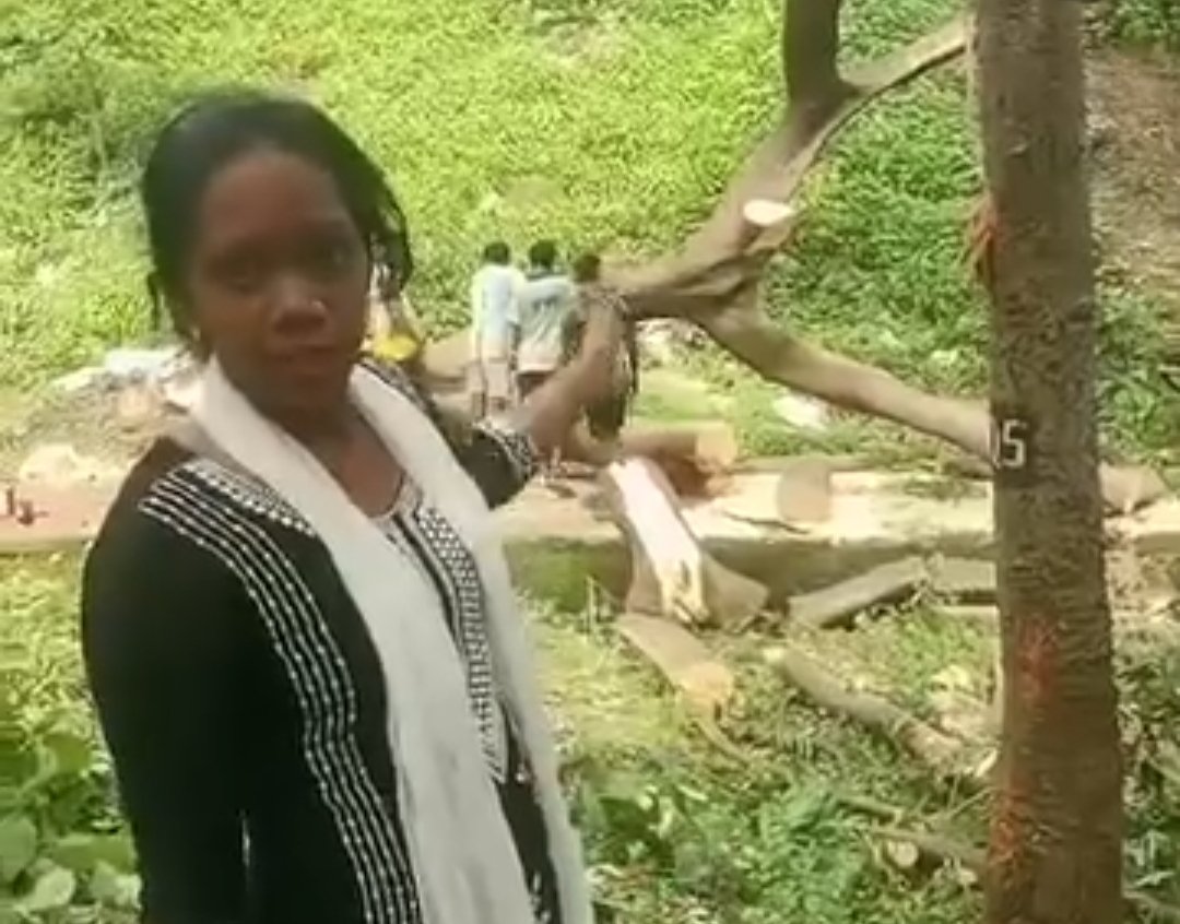 MilindTambe10's tweet image. Illegal tree cutting in Film City, Aarey!
Film company accused of carrying out work without permission;
No response from the police.
#SaveAarey #IllegalTreeCutting #Mumbai
@mumbaimatterz @AUThackeray @CMOMaharashtra @IMayurPhadke @jogalshailaja @mybmc @rautvin @SanjivValsan