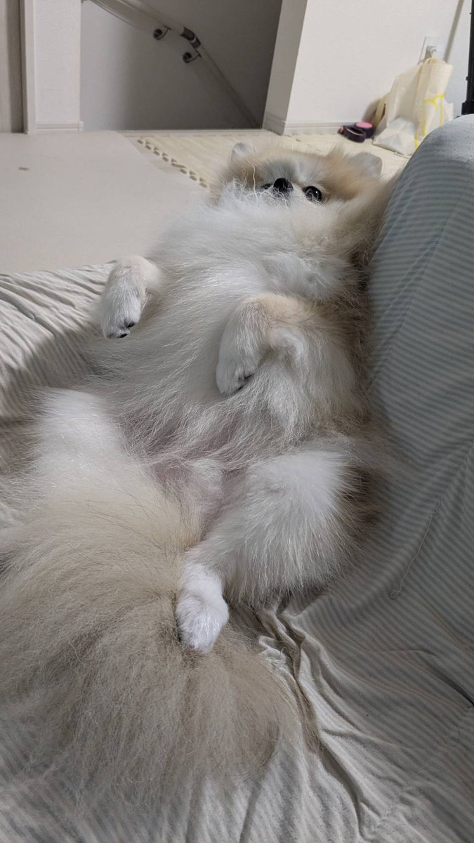 いもうとんちのすずめチャンはマイペース😇

#ポメラニアン