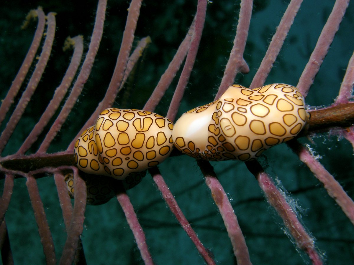 ⚓ Step aboard the Turks &amp; Caicos Explorer II and let the ocean set the pace. 🦈 Sharks on the walls, macro treasures in the reef, night dives under the stars &amp; a crew who treats you like family. The dive trip you’ll talk about long after your gear is dry.
explorerventures.com/fleet-schedule…