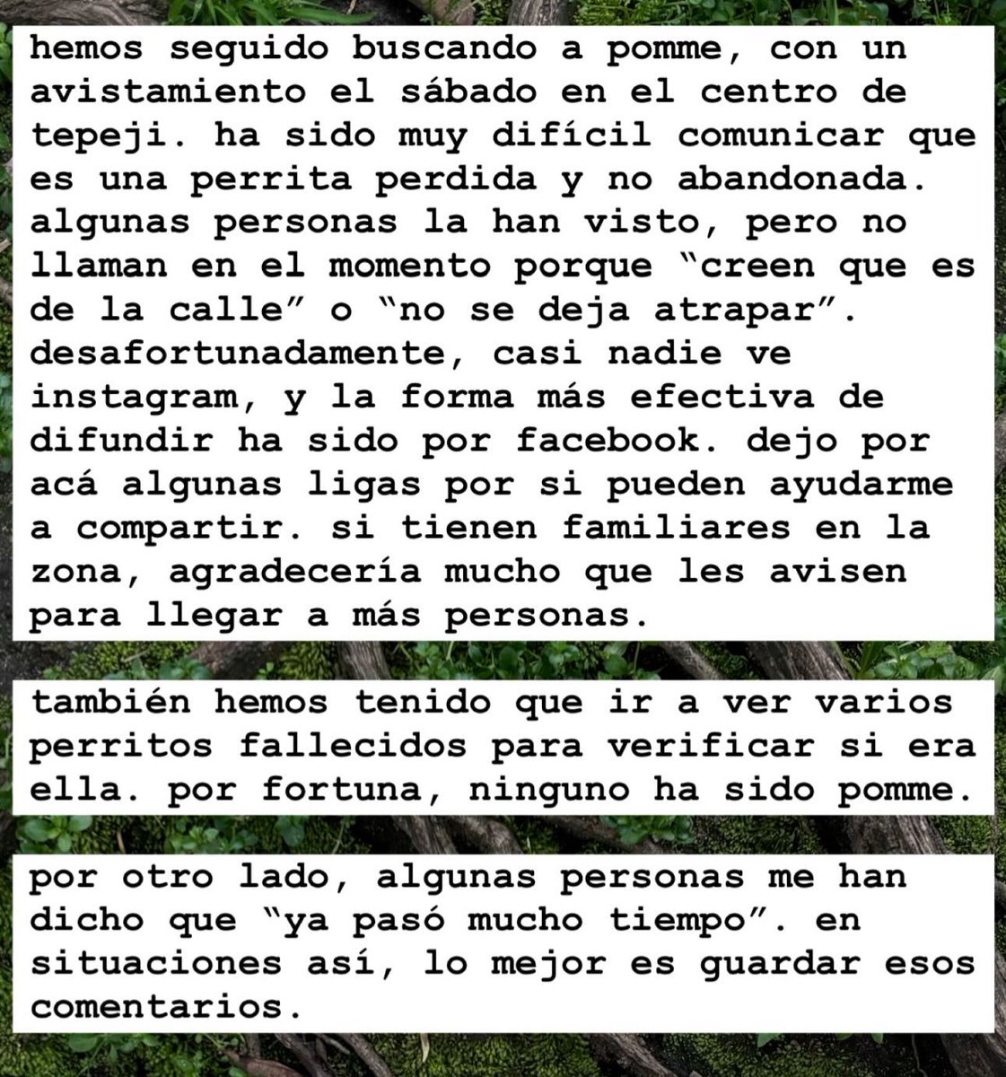 hola. esta mañana publiqué en instagram pidiendo ayuda para difundir. si pudieran apoyarme también por esta vía, se los agradecería muchísimo. pomme, mi perrita, sigue extraviada, con avistamientos en tepeji; el último fue el sábado por la tarde, después de una lluvia ligera.