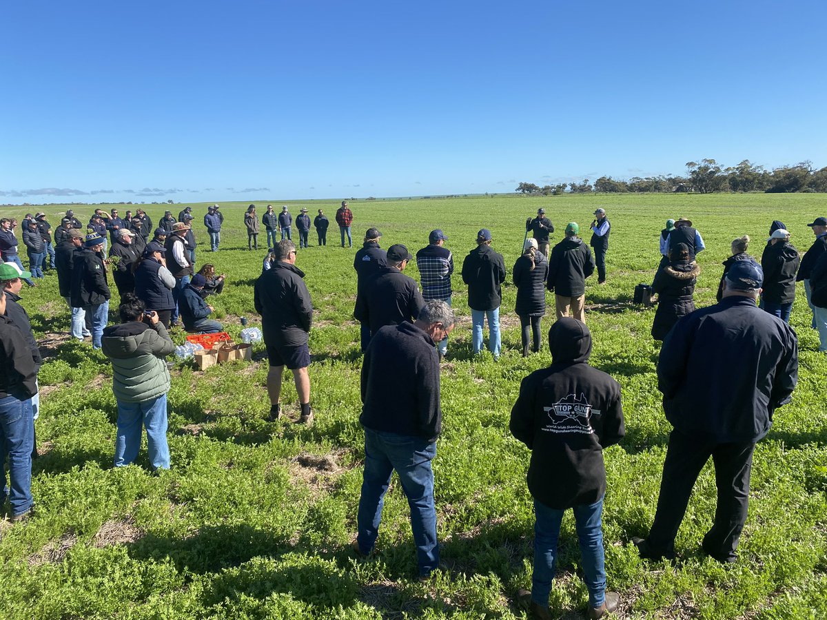 Chris Davey (@cropdoctor54) on Twitter photo Lentils growing at Geraldton?
Why not?
Looking good so far, 👌, with spring heat stress the main concern locally. 
#HavingACrack #BetterGMthanLupins Lentils growing at Geraldton?
Why not?
Looking good so far, 👌, with spring heat stress the main concern locally. 
#HavingACrack #BetterGMthanLupins