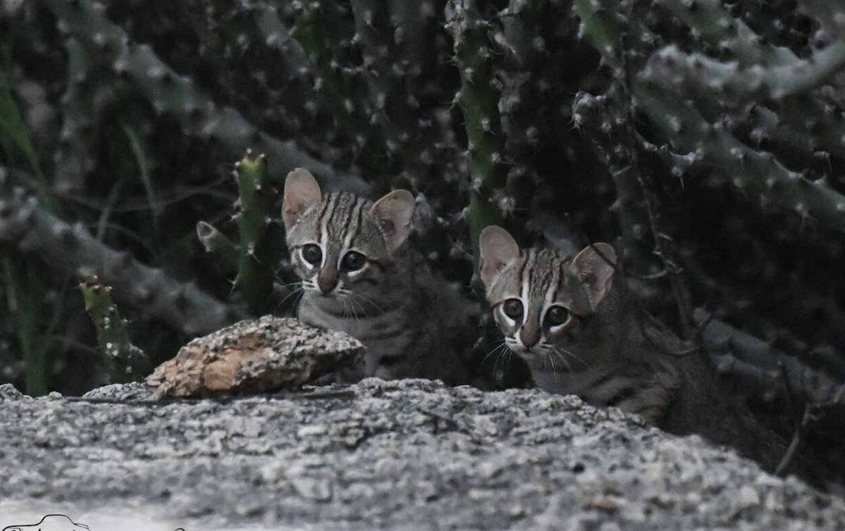 Mongabay India (@mongabayindia) on Twitter photo The first country-wide assessment of 9 small wildcat species finds jungle cat is most widespread, rusty-spotted cat is declining.
3 elusive species (clouded leopard, marbled cat, Asiatic golden cat) were mainly found in northeast.
✒️<a href="/hellomishra/">Manish Chandra Mishra</a>
india.mongabay.com/short-article/… The first country-wide assessment of 9 small wildcat species finds jungle cat is most widespread, rusty-spotted cat is declining.
3 elusive species (clouded leopard, marbled cat, Asiatic golden cat) were mainly found in northeast.
✒️<a href="/hellomishra/">Manish Chandra Mishra</a>
india.mongabay.com/short-article/…