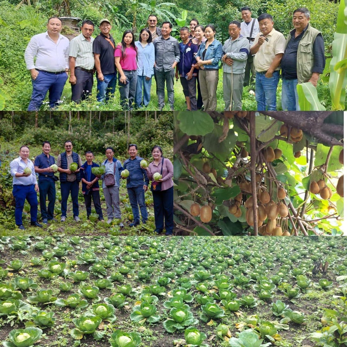 Central Agri and Allied Organisation NDPP field visit to Keltomi Village.
The land yields to those who toil. What bountiful blessings!!
Mr. Hetoi CAAO member’s farm.