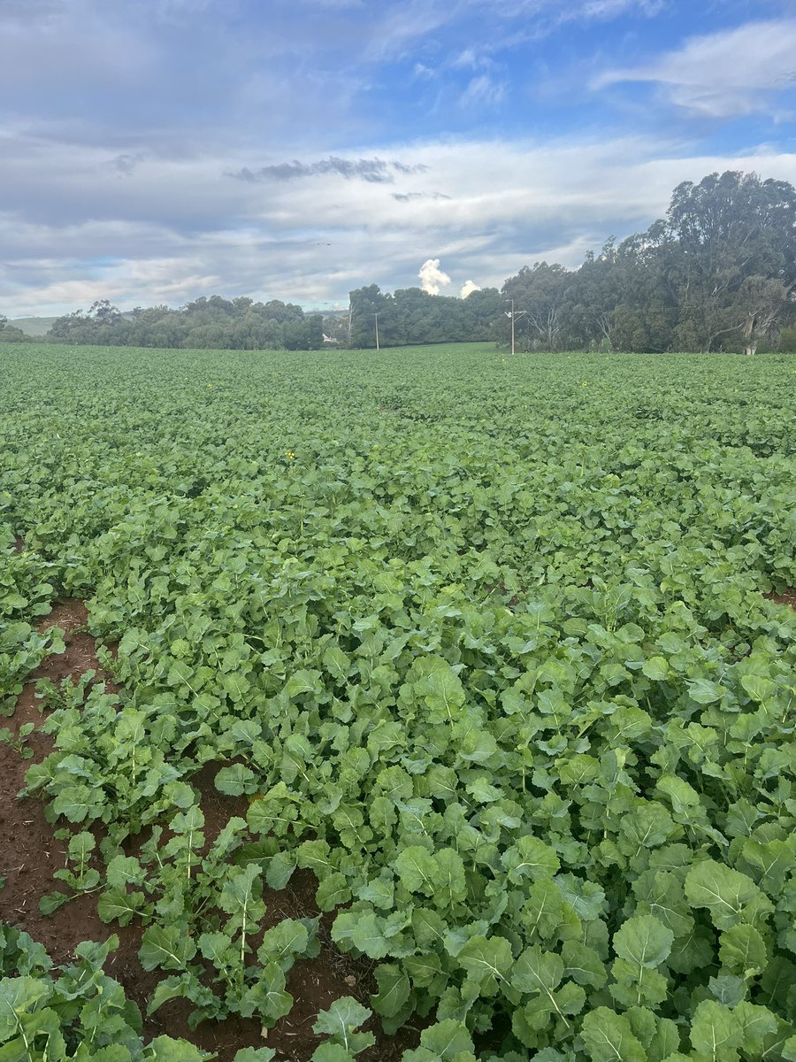 ConnorFuss's tweet image. Cabbage is King. Very fortunate to get some canola away after isolated Easter Storms. Defender CT vs PY421C. Both looking fantastic and ready to soak up the sunshine. @CaptainCanola