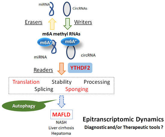 Non_Coding_RNA's tweet image. 🌟Presenting Our Review Paper🌟

&quot;Circular #RNAs, Noncoding RNAs, and N6-methyladenosine Involved in the Development of MAFLD&quot; from Moeka Nakashima et al.
#ncRNA #circRNAs #miRNAs

Full text: mdpi.com/2311-553X/10/1…