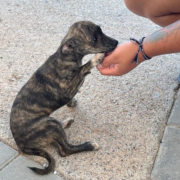 NUEVA VIDA ADOPCIONES (@nuevavidaadop) on Twitter photo #madrid
LAYA cachorrita mestiza de 4 meses ABANDONADA junto a sus hermanitas
NECESITA #adopcionresponsable
De tamaño pequeño en edad adulta
Sociable con niños,🐶🐱
Se entrega chipada,vacunada,desparasitada y CON compromiso de castracion
CONTACTO📩 facenuevavida@gmail.com #madrid
LAYA cachorrita mestiza de 4 meses ABANDONADA junto a sus hermanitas
NECESITA #adopcionresponsable
De tamaño pequeño en edad adulta
Sociable con niños,🐶🐱
Se entrega chipada,vacunada,desparasitada y CON compromiso de castracion
CONTACTO📩 facenuevavida@gmail.com