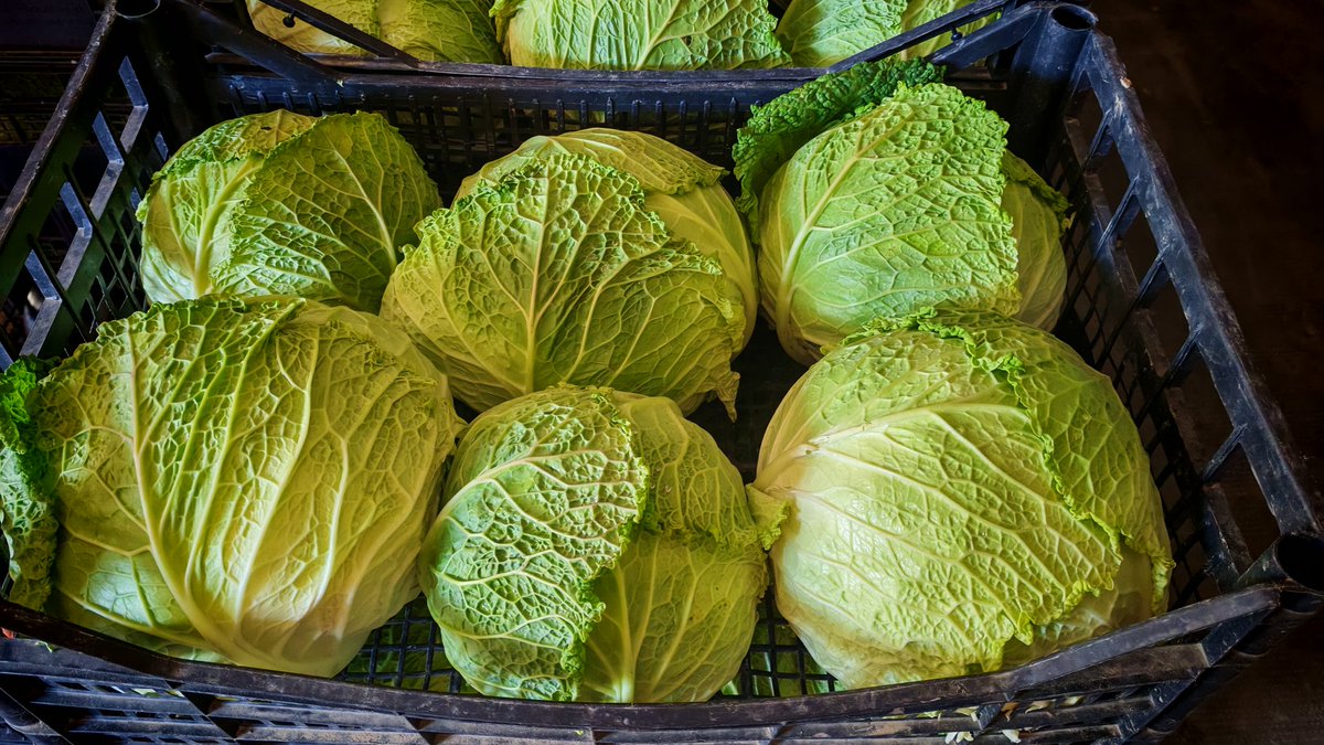 Ready for the market!  Summer cabbage.