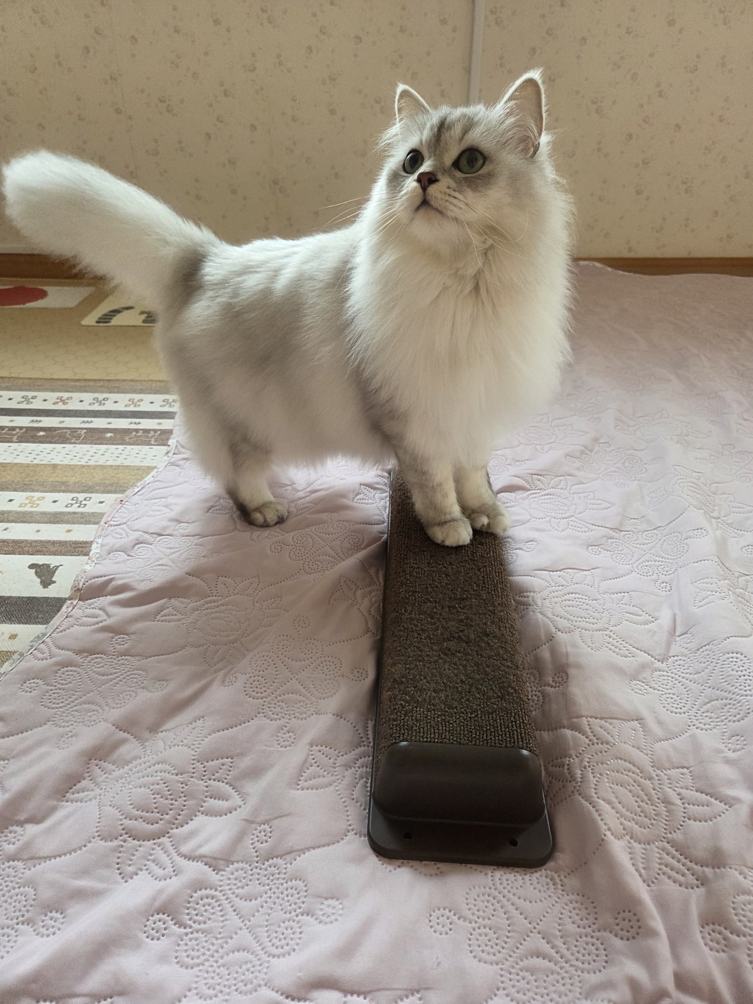 オルゴナイト 小さな猫ちゃん爪とぎスタイル 桜瑪瑙 cat_miao_秋桜 on X: 
