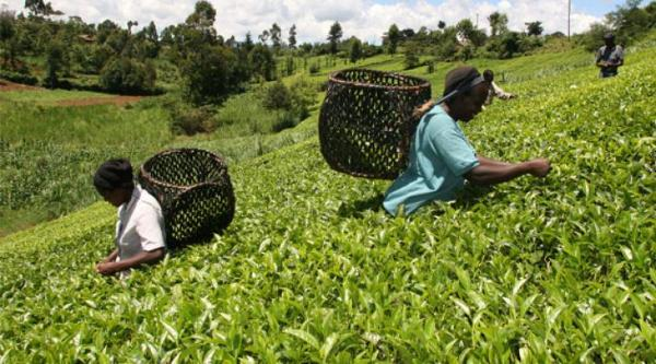e_chipweng's tweet photo. Benki ya Maendeleo ya Kilimo Tanzania (TADB) imeona mizania yake mara tatu katika kipindi cha miaka minne, na kuvuka TZS 1 trilioni mafanikio makubwa yanayoongeza imani katika fedha za kilimo. https://t.co/lS0JAV8fSh