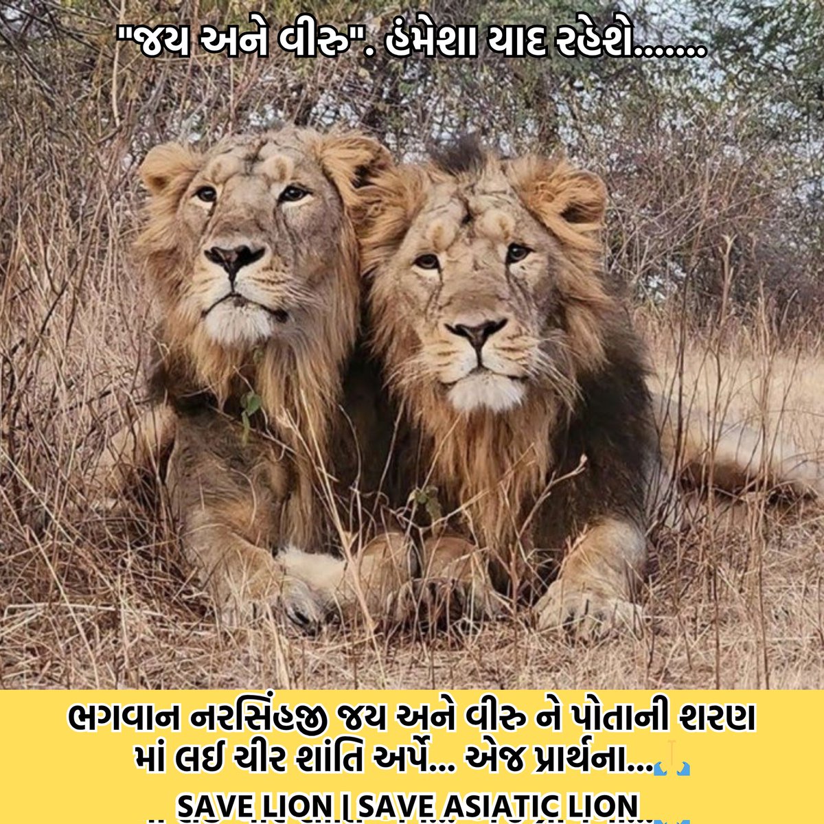 savelion_office's tweet image. શાનદાર એશિયાઈ સિંહ ની જોડી &quot;જય અને વીરુ&quot; ને સિંહપ્રેમીઓ સદાય યાદ રાખશે..... 
#jayveeru #asiaticlion #savelion #saveasiaticlion