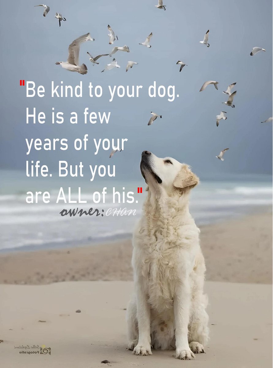 𝕏 Dogs tweet media