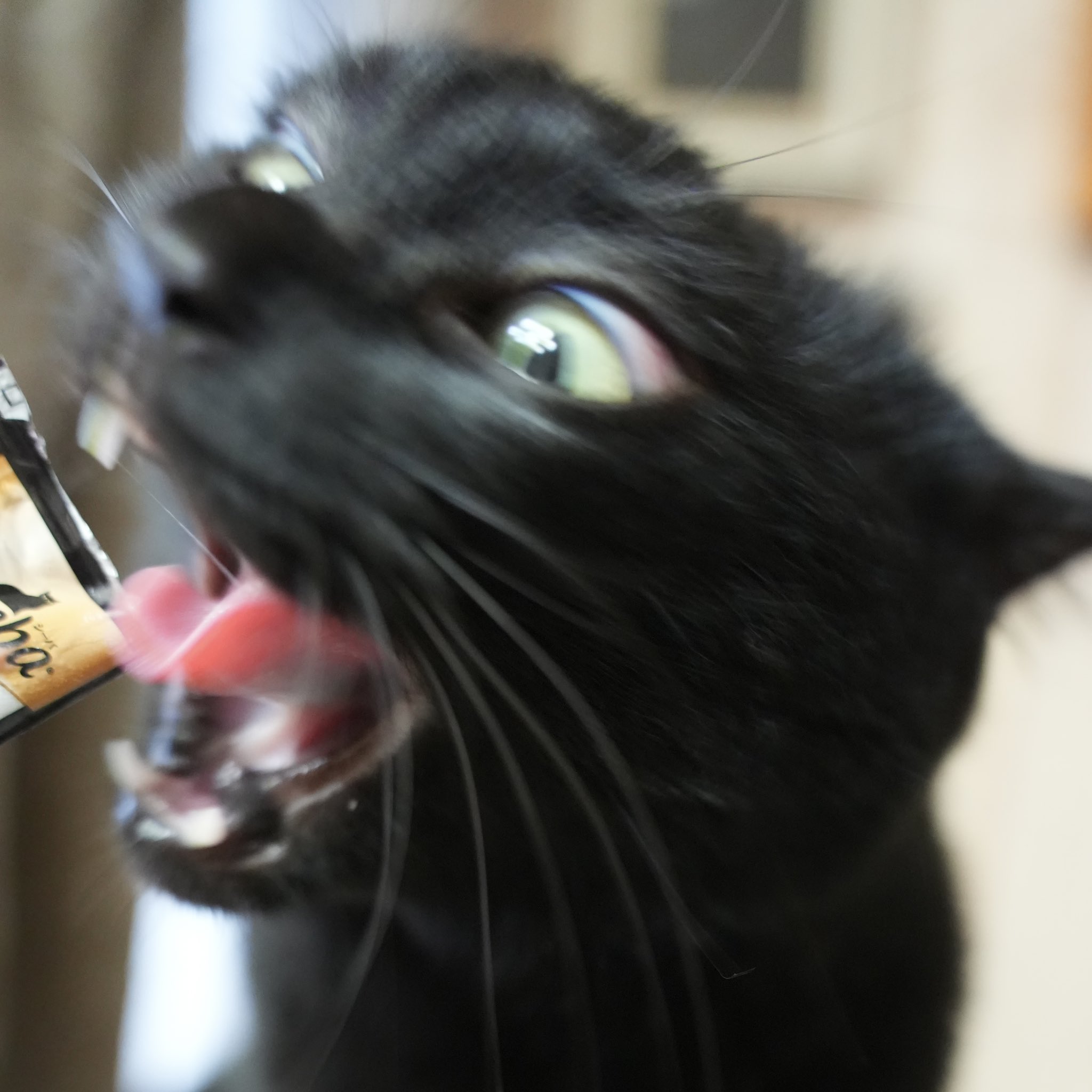 くろねこ＊ページ 黒猫つくねちゃん太しっぽ on X: 