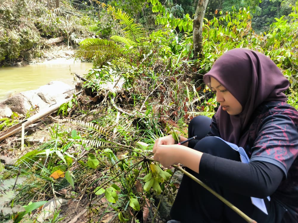 FRIMKepong's tweet photo. 📅25/7
@FRIMKepong bentang hasil dapatan awal kajian biodiversiti di Santuari Ikan Sungai Chiling, Hulu Selangor 🐟🌳🦋🍄
Kajian 3 bulan berjaya rekod:
✅ 80 vertebrata
✅ 52 flora
✅ 58 genus kupu-kupu
✅ 61 makrofungi
#FRIM #SungaiChiling #Biodiversiti https://t.co/XUoxtKlsrU