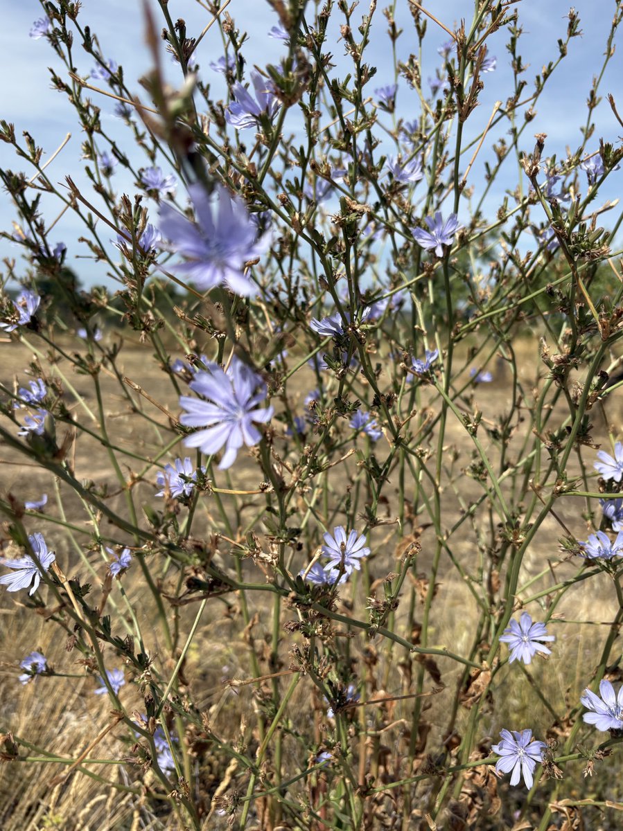 #BonDia #Lleida amb aigua de pluja en tenen prou…🌱