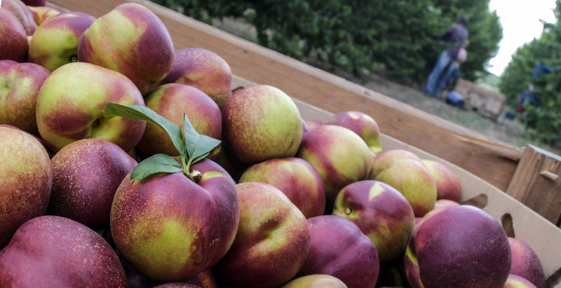 El #consumo de #hueso en #Austria se limita

El consumo de #fruta de #hueso en #Austria se limita por el descenso de la oferta #española. España lideró las importaciones durante 2024.

fyh.es/el-consumo-de-…  🇦🇹🇦🇹🇦🇹🇦🇹🇦🇹🇦🇹🇦🇹🇦🇹