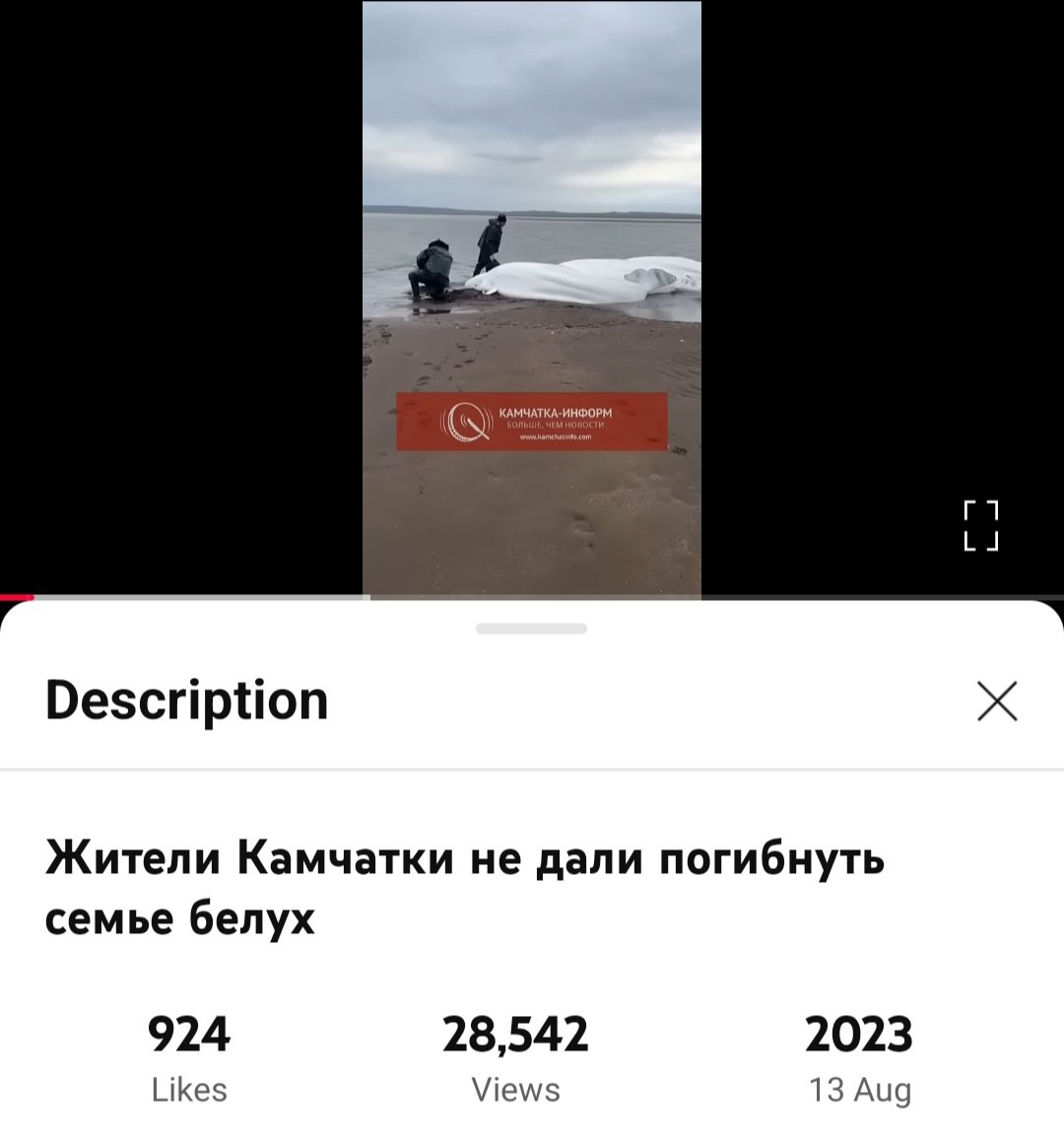 This video of beluga whales on the shore of Kamchatka, Russia, has gone super viral today as many are referring to it as nature warning of the 8.8 earthquake and tsunami a day in advance.

In reality, this video is from August 2023, and unrelated to today's earthquake.