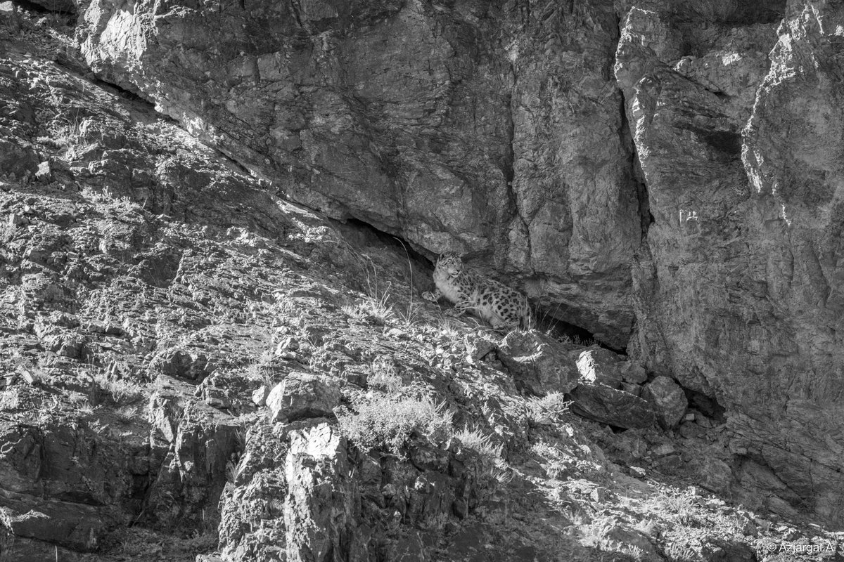 Цоохор Ирвэс