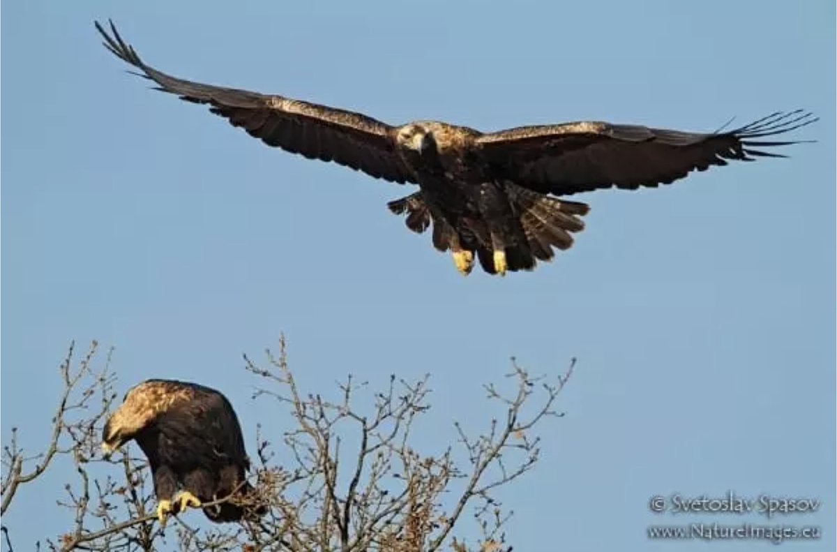 Forests Without Frontiers tweet media