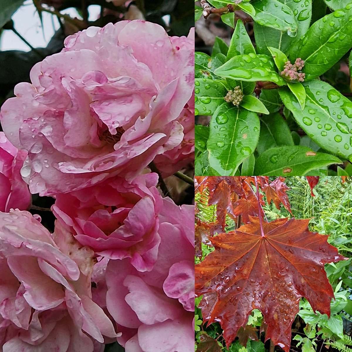 Rain! Such a blessing for gardeners, if not for holidaymakers. But dry in Gloucestershire today, I think. I wish you appropriate weather!