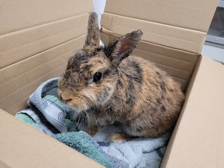 40235 Düsseldorf / Flingern
Kaninchen im Karton ausgesetzt
Tierheim Düsseldorf Kopie:
Gestern Nachmittag wurde dieses süße Kaninchenweibchen von einer aufmerksamen Kundin des Rewe an der Bruchstraße in Flingern entdeckt.
Am Parkplatzrand im Gebüsch stand ein bereits vom starken