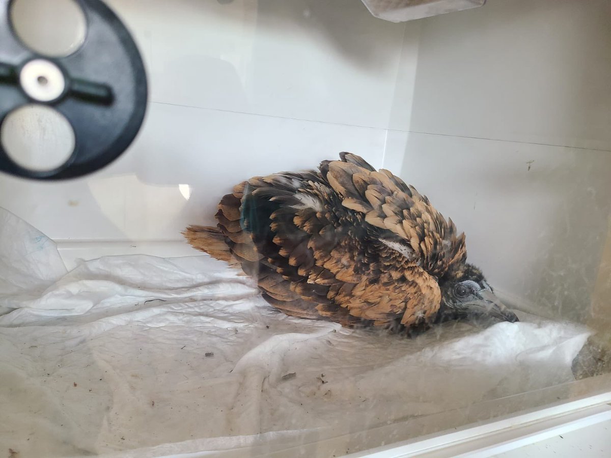 Egyptian vultures pair breeding for the first time in Alt Empordà. Chick with bleeding. Taken to a recovery center. Rat remains in the nest. Acute poisoning by anticoagulant rodenticides. <a href="/EU_Commission/">European Commission</a> when will you ban these toxics that kill millions of non-target species?