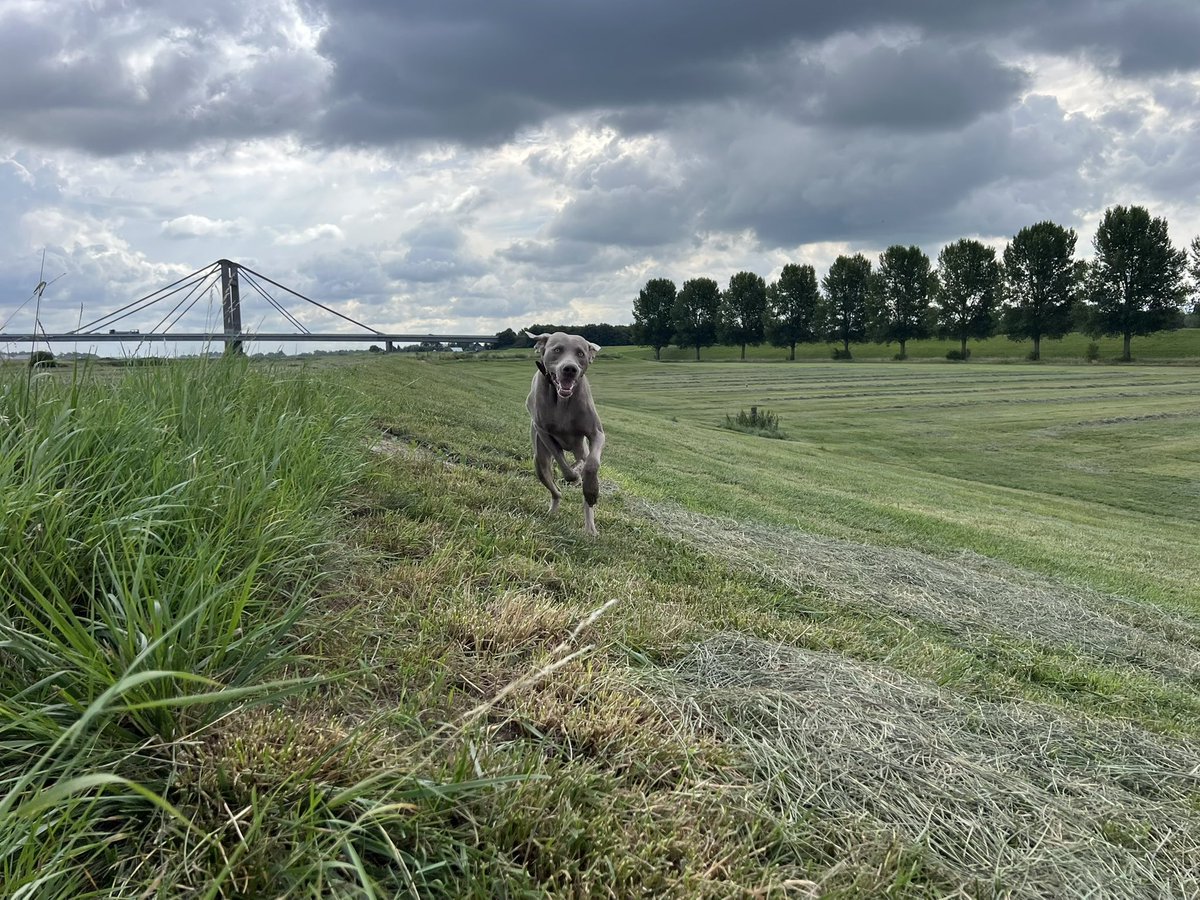 Op pad met m’n maatje tijdens vrije dag 🐾😎 #Weimaraner