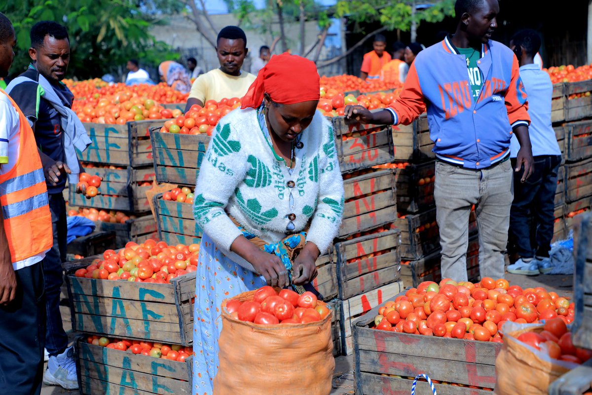 Maqii town is a model of urban agriculture!
With its vibrant vegetable hub, the city is showing how urban farming can ensure food security, stabilize market prices, create jobs, and provide healthy nutrition.
Over 300 youth are organized to supply clean, locally grown