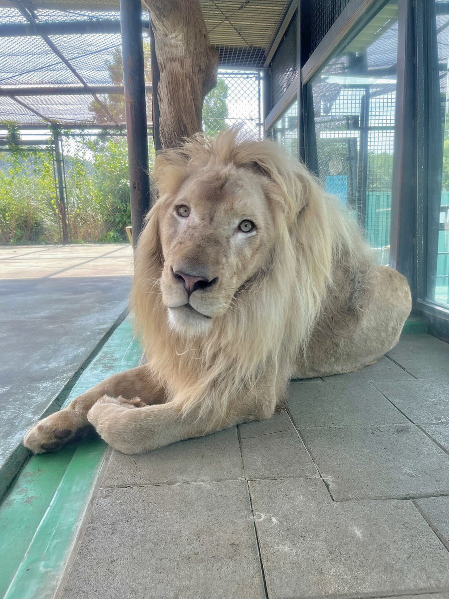 今日はルイくん4歳のお誕生日です🎂
お祝いしてくださった皆さまありがとうございました😊💕

#姫セン　#ホワイトライオン　#ルイ