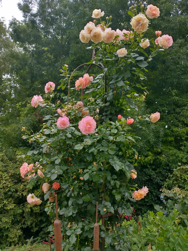 Peach Melba for #RoseWednesday looking much better with a bigger obelisk &amp; refreshed after yesterday's 12mm of rain. Did anyone else notice how the recent drought &amp; hot weather stopped everything in its tracks? 2 months of stubborn buds have started to unfurl themselves today 🌹