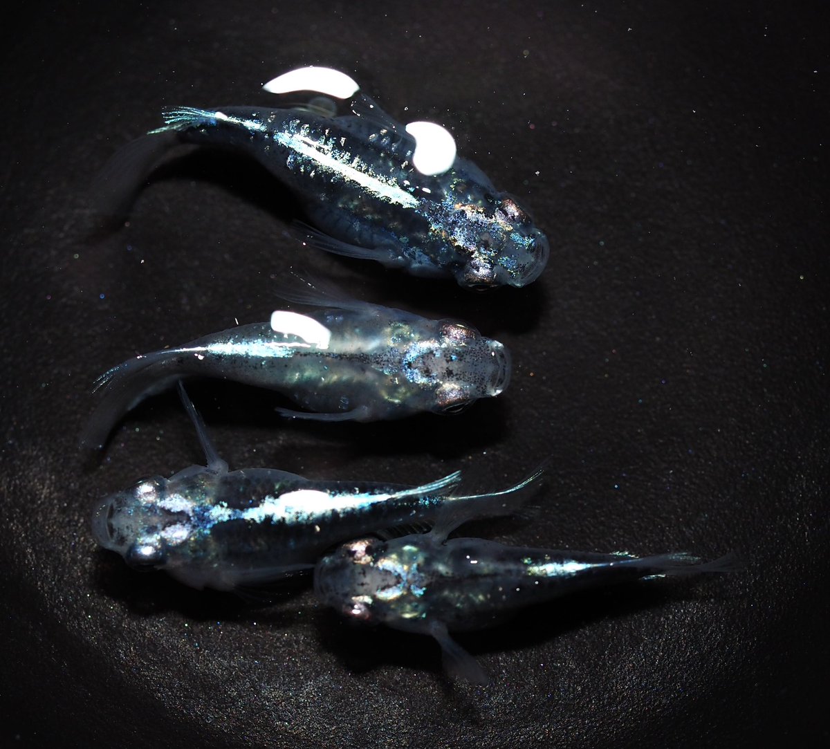 ヤフオク出品しました✨😊
よろしくお願いいたします😊

#めだか　#ヤフオク　

auctions.yahoo.co.jp/seller/kahza92…